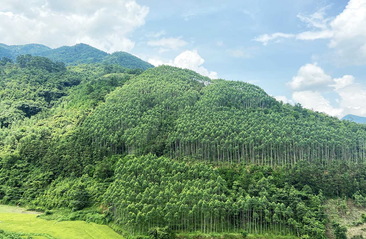 Lập dự án đầu tư/Thuyết minh dự án đầu tư trồng rừng sản xuất ở Việt Nam