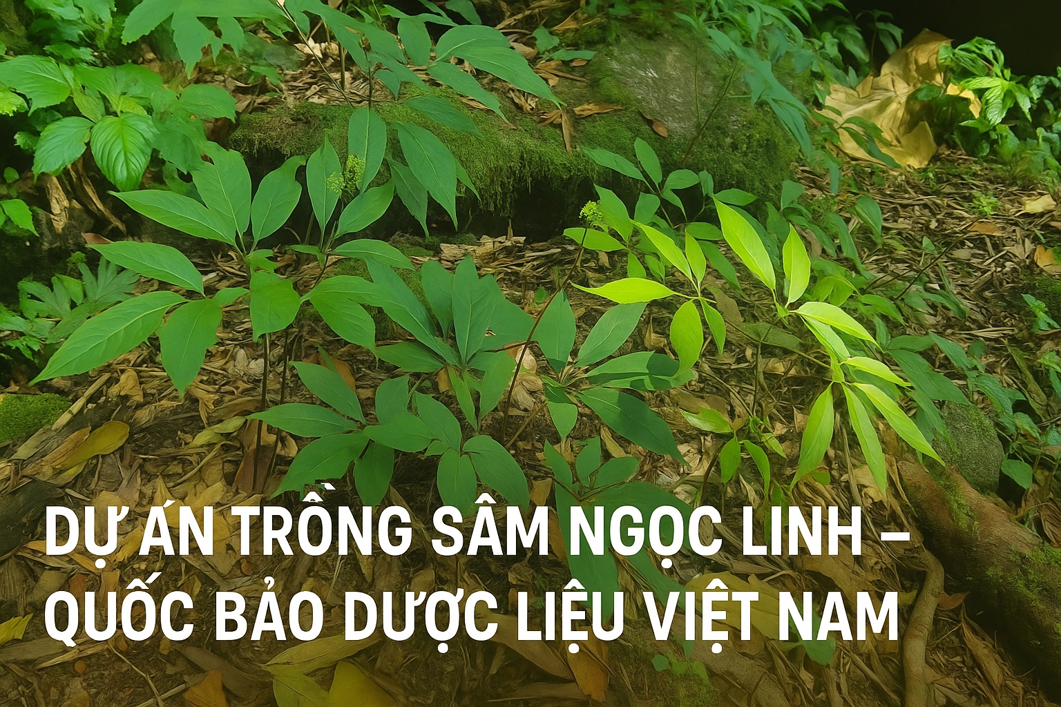 Dự án trồng Sâm Ngọc Linh - Quốc bảo dược liệu Việt Nam