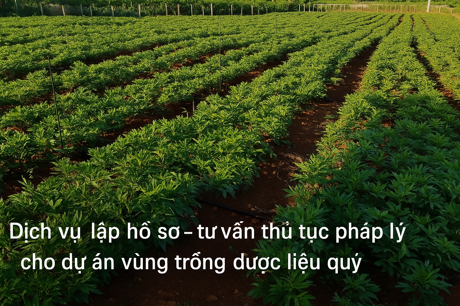 Dịch vụ tư vấn - Lập hồ sơ thủ tục pháp lý cho dự án vùng trồng dược liệu quý