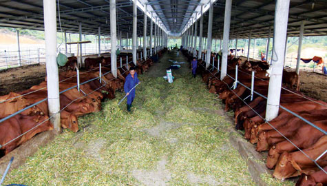 Hướng dẫn xây dựng mô hình chuồng trại chăn nuôi vỗ béo bò thịt  Vật tư  ngành sữa