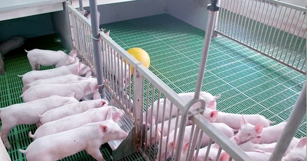 Lập dự án đầu tư/Thuyết minh dự án đầu tư trang trại chăn nuôi lợn (heo công nghiệp)